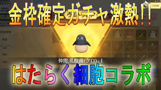 【荒野行動】はたらく細胞 コラボ紹介♪　50連で金枠確定ガチャが熱い！