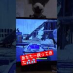 《逃げる❓そりゃｳｻﾞｲ🐰✨》#YouTube#short#shorts#fortnite#キル集#car