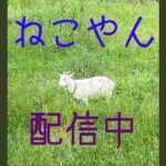 連続何時間できるの？【荒野行動】