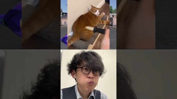 🐈vs🔪🤣🤣🤣【荒野の光】荒野行動SS_源頼朝knivesout #knivesout #荒野行動 #荒野の光 #キル集 #SS_源頼朝 #funny #cat #猫