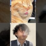 🐈vs🎈Subscribe thank you❤️🤣🤣🤣【荒野の光】荒野行動 #荒野の光 #memes #funny #shorts #cat #猫