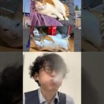 🐈vs🐈Subscribe thank you❤️🤣🤣🤣【荒野の光】荒野行動 #knivesout #荒野行動 #荒野の光 #SS_源頼朝 #funny #shorts