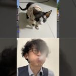 🐈vs🐈Subscribe thank you❤️🤣🤣🤣【荒野の光】荒野行動 #knivesout #荒野行動 #荒野の光 #SS_源頼朝 #funny #shorts #cat #猫