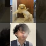 🐕vs💃Subscribe thank you❤️🤣🤣🤣【荒野の光】荒野行動 #knivesout #荒野行動 #荒野の光 #SS_源頼朝 #funny #shorts #dog #犬