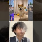 🐕vs👀Subscribe thank you❤️🤣🤣🤣【荒野の光】荒野行動 #荒野の光 #memes #funny #shorts #dog #犬