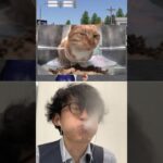 Subscribe thank you❤️🤣🤣🤣【荒野の光】荒野行動 #荒野の光 #memes #funny #shorts #cat #猫