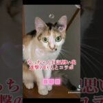 なっちゃん日記思い出　進撃の巨人とコラボ #猫のいる暮らし #猫好きさんと繋がりたい#進撃の巨人