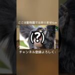 友達が猿だった件www #fortnite #かっこいいキル集 #フォトナ #自作編集