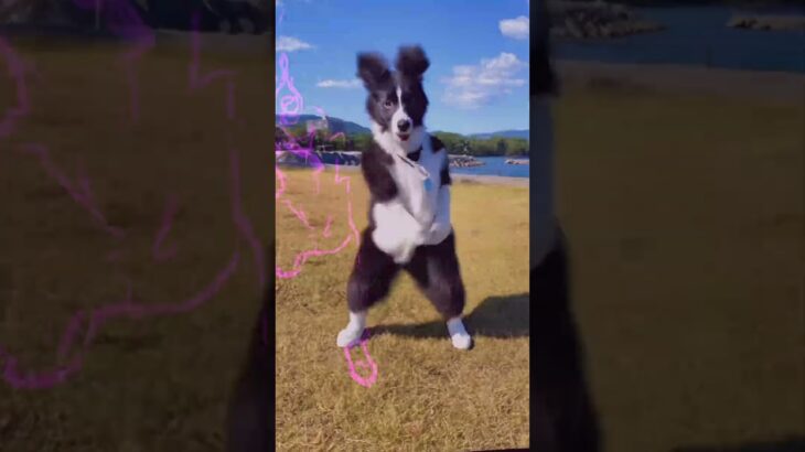 名前の横ポチってみて…#登録してね#おもしろ集#お笑い#面白い#おすすめ#TikTok#shorts #川口家#しろち#荒野行動#キル集