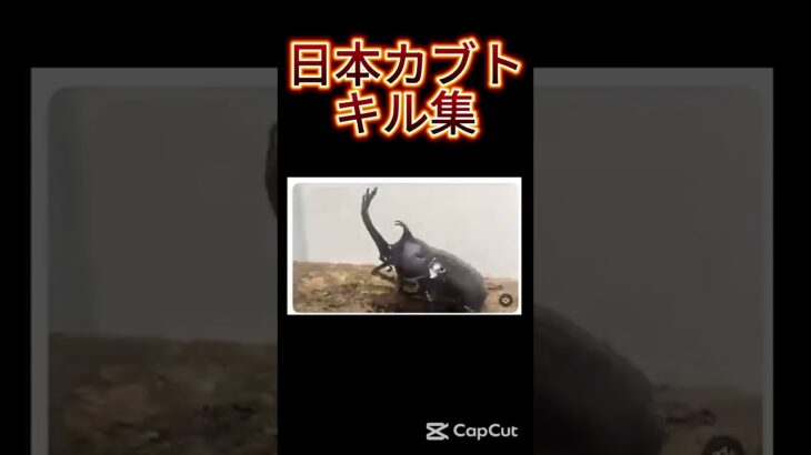 日本カブトのキル集#shorts #昆虫